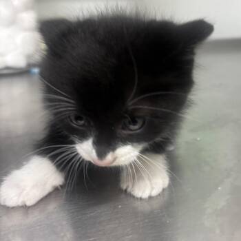 TROUBLE -  Domestic Short Hair Cat for Adoption in Richmond, California - TROUBLE | PetCurious