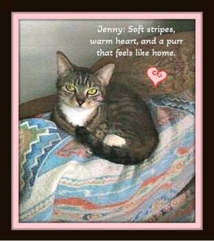 Rescue Domestic Short Hair Cats for Adoption in Winston-salem, North Carolina - Meet Jenny – Your Pint-Sized Pillow Buddy | PetCurious