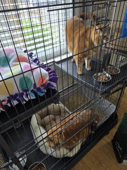 W2 BO -  Domestic Short Hair Cat Available for Adoption in Southbury, Connecticut - W2 BO | PetCurious