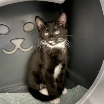 PARSLEY -  Domestic Short Hair Cat for Adoption in Leesburg, Virginia - PARSLEY | PetCurious