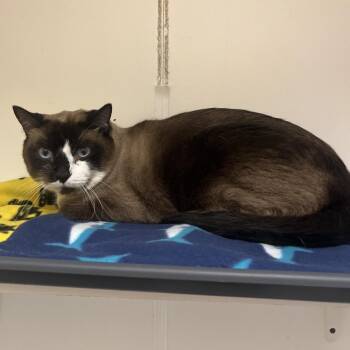 Sandy - City of Industry Location -  Siamese and Domestic Short Hair Cat for Adoption in Chino Hills, California - Sandy - City Of Industry Location | PetCurious