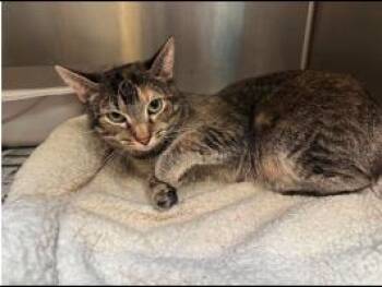 Foxtrot -  Tabby and Calico Cat Available for Adoption in Minneapolis, Minnesota - Foxtrot | PetCurious