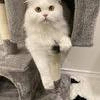 Persian Cats Available for Adoption - DaDa C007128 | PetCurious