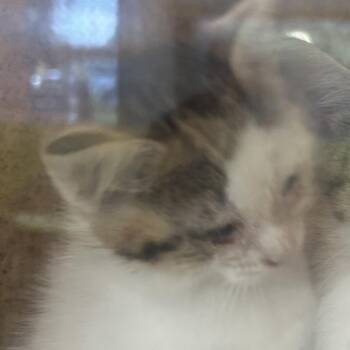 Domestic Short Hair Cats Available for Adoption in Philadelphia, Pennsylvania - Loopsy | PetCurious