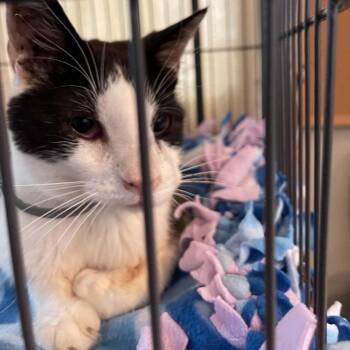 Cuddles C12104 -  Domestic Short Hair Cat for Adoption - Cuddles C12104 | PetCurious