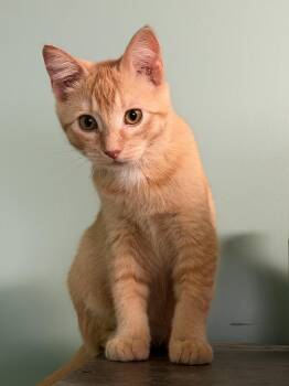 Sally -  Domestic Short Hair Cat for Adoption in Amery, Wisconsin - Sally | PetCurious