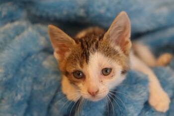 Zuko -  Domestic Short Hair Cat for Adoption in Franklin, Tennessee - Zuko | PetCurious