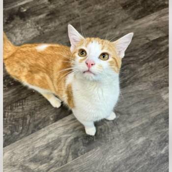Domestic Short Hair Cats Available for Adoption - Marmalade | PetCurious