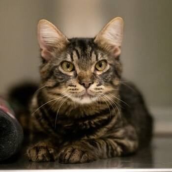 Rescue Domestic Long Hair Cats for Adoption in Twentynine Palms, California - Billy Bob | PetCurious