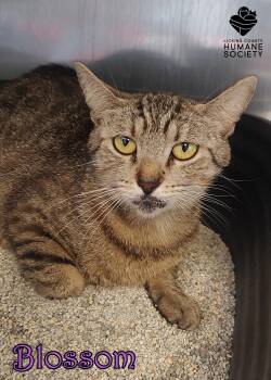 Rescue Domestic Short Hair Cats for Adoption in Heath, Ohio - Blossom | PetCurious