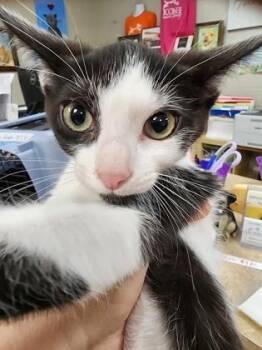 Dora $75 fostered -  Domestic Short Hair Cat for Adoption in Seneca, South Carolina - Dora $75 Fostered | PetCurious