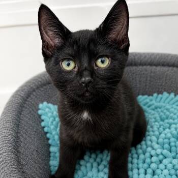 Pinwheel -  Domestic Short Hair Cat for Adoption in Pontiac, Michigan - Pinwheel | PetCurious