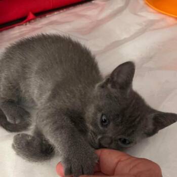 A1049611 Alex -  Domestic Short Hair Cat for Adoption in Pleasant Hill, California - A1049611 Alex | PetCurious