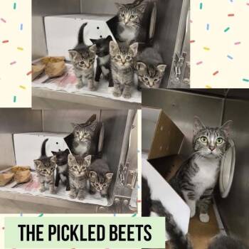 Turnip -  Domestic Short Hair Cat for Adoption in Wheeling, Illinois - Turnip | PetCurious