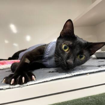 Rescue Domestic Short Hair Cats for Adoption in Antioch, California - Dingy | PetCurious