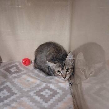 Artichoke -  Domestic Short Hair Cat for Adoption in Gautier, Mississippi - Artichoke | PetCurious
