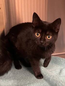 Rescue Domestic Short Hair Cats for Adoption in Houghton Lake, Michigan - Ginny | PetCurious