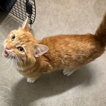 Shrimp -  Domestic Medium Hair Cat for Adoption in York, Pennsylvania - Shrimp | PetCurious