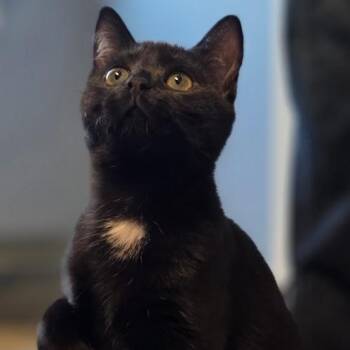 Rescue Domestic Short Hair Cats for Adoption in Richmond, Virginia - Darling Girl (AKA Thumbelina) | PetCurious