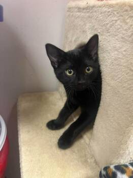 Abyssinian Cats Available for Adoption in Mustang, Oklahoma - Adrien | PetCurious