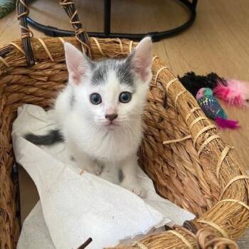 Rescue Domestic Short Hair Cats for Adoption in Los Angeles, California - Charley | PetCurious