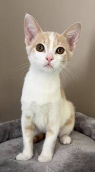 Domestic Short Hair Cats Available for Adoption in Elkins, West Virginia - Ivy (offsite At Fancy Paws) | PetCurious