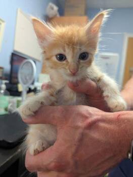 Buttercorn -  Domestic Short Hair Cat for Adoption in Chamblee, Georgia - Buttercorn | PetCurious