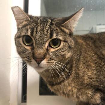 Domestic Short Hair Cats Available for Adoption - Queenie | PetCurious