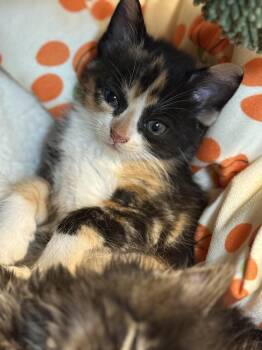 Snickers -  American Shorthair Cat for Adoption in Port Washington, Wisconsin - Snickers | PetCurious
