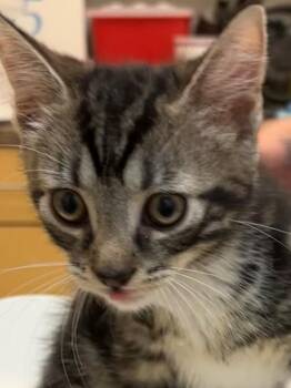 Domestic Short Hair Cats Available for Adoption in Elizabethton, Tennessee - NALA | PetCurious