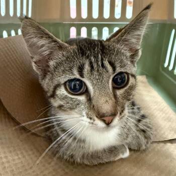 Apple -  Domestic Short Hair Cat for Adoption in Trenton, New Jersey - Apple | PetCurious