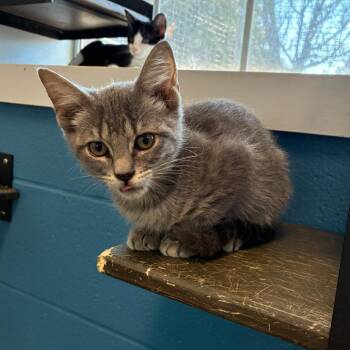 Cup Head -  Domestic Short Hair Cat for Adoption in Carencro, Louisiana - Cup Head | PetCurious