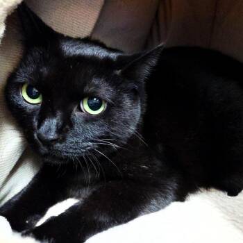 Reggie (FKA Rezi) -  Domestic Short Hair Cat for Adoption in Michigan City, Indiana - Reggie (FKA Rezi) | PetCurious