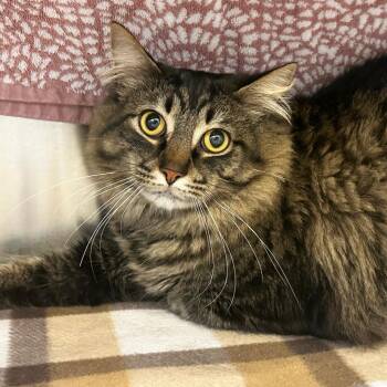 Sweet as Apple Pie -  Domestic Long Hair Cat for Adoption in Franklin, Tennessee - Sweet As Apple Pie | PetCurious