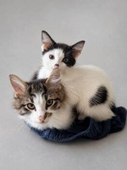 Gordita & Chalupa -  Domestic Short Hair Cat for Adoption in Rixeyville, Virginia - Gordita & Chalupa | PetCurious