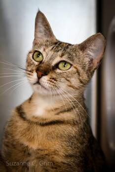 Sable -  Domestic Short Hair Cat Available for Adoption in Elmwood, Louisiana - Sable | PetCurious
