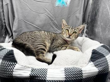 TRIXIE -  Domestic Short Hair Cat for Adoption in Grovetown, Georgia - TRIXIE | PetCurious