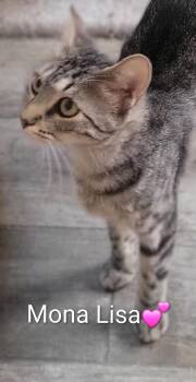 Mona Lisa -  Domestic Short Hair Cat for Adoption in Las Vegas, Nevada - Mona Lisa | PetCurious