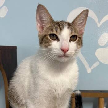 Hot Wheels -  Domestic Short Hair and Abyssinian Cat for Adoption in Fort Lauderdale, Florida - Hot Wheels | PetCurious