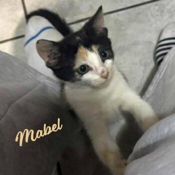 Mabel #little-firecracker -  Calico and American Shorthair Cat for Adoption in Houston, Texas - Mabel #little-firecracker | PetCurious
