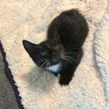 Domestic Short Hair Cats Available for Adoption in Fort Worth, Texas - Chuck | PetCurious