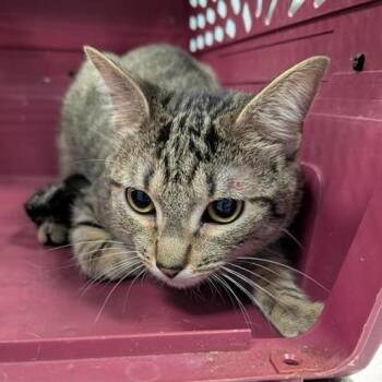 melano -  Domestic Short Hair Cat for Adoption in Greensboro, North Carolina - Melano | PetCurious