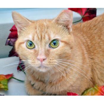 Minccino -  Domestic Short Hair and Tiger Cat for Adoption in Sanford, Florida - Minccino | PetCurious