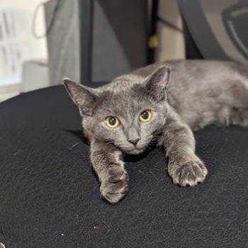 Rescue Domestic Short Hair Cats for Adoption - Simon Bonded To Pearl | PetCurious