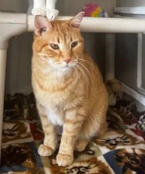 Domestic Short Hair Cats Available for Adoption - Caramello | PetCurious