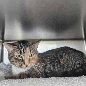 Lilac -  Domestic Short Hair Cat for Adoption in Dover, New Hampshire - Lilac | PetCurious