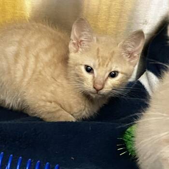 Domestic Short Hair Cats Available for Adoption - Heather | PetCurious