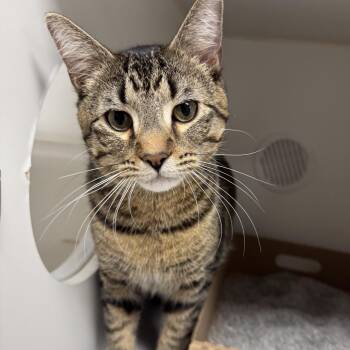 Domestic Short Hair Cats Available for Adoption in Reisterstown, Maryland - Max | PetCurious