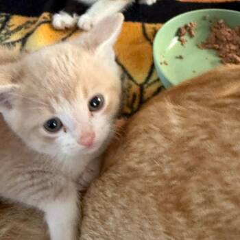 Andrew -  Domestic Short Hair Cat for Adoption in Yucaipa, California - Andrew | PetCurious