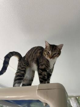 Rescue Domestic Short Hair Cats for Adoption in Eglin Air Force Base, Florida - Kia | PetCurious